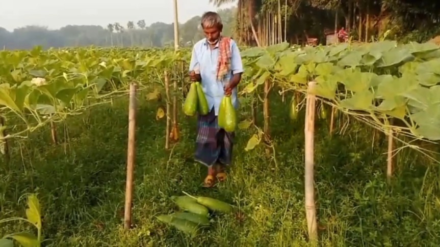 শীতকালীন সবজির সমারোহ মানিকগঞ্জে ,ভালো দামের আশা কৃষকের