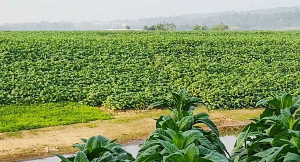 কেন ক্ষতিকর তামাক চাষ ?