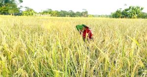 পতিত জমিতে আমনের প্লাবন