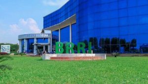 বাংলাদেশ ধান গবেষণা ইনস্টিটিউট এর  নতুন জৈব সার উদ্ভাবন