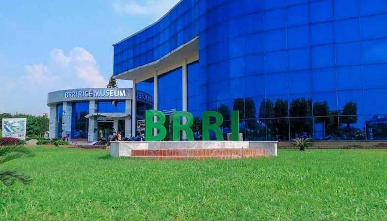 বাংলাদেশ ধান গবেষণা ইনস্টিটিউট এর  নতুন জৈব সার উদ্ভাবন