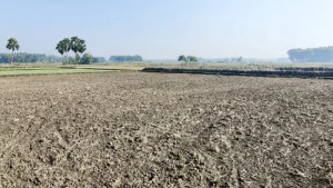 সারের তীব্র সঙ্কট, ব্যাহত হচ্ছে চাষাবাদ