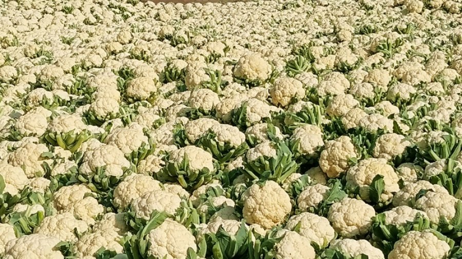 ফুলকপির কেজি দুই টাকা , ৭ থেকে ১৫ টাকায় মিলছে বাধা কপি