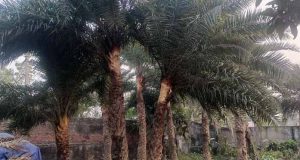 নারায়ণগঞ্জের রস বাগিচা, ভিন্নধর্মী এক উদ্যোগ