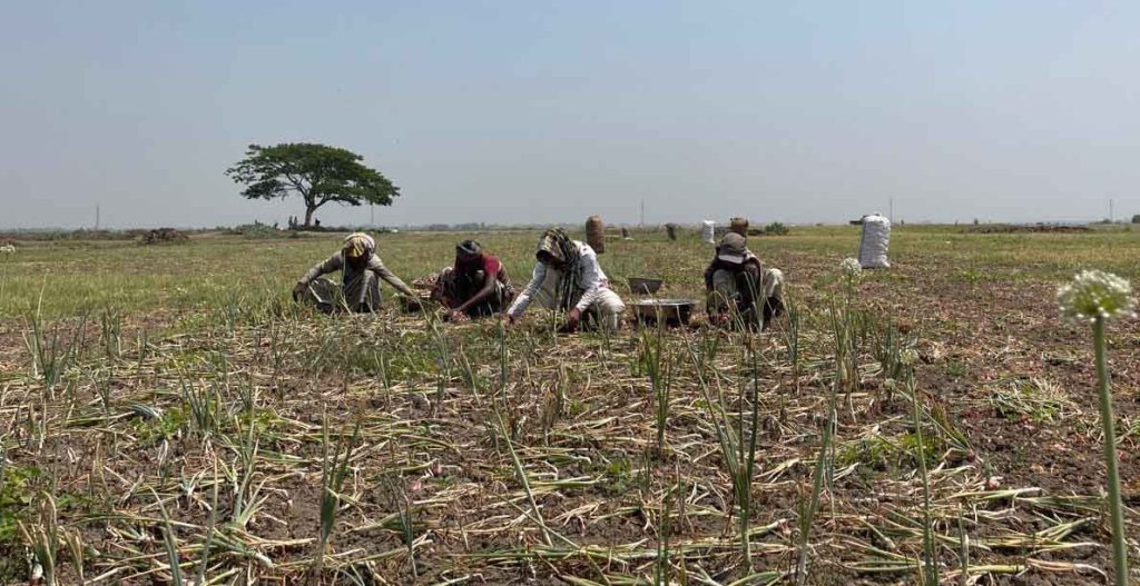 আগাছানাশকের বিষের ক্ষতি কিভাবে জানবে গাজনার বিলের পেয়াঁজ চাষী ?