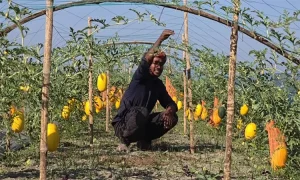 সুমন মিয়ার হলুদ তরমুজ চাষে সফলতা