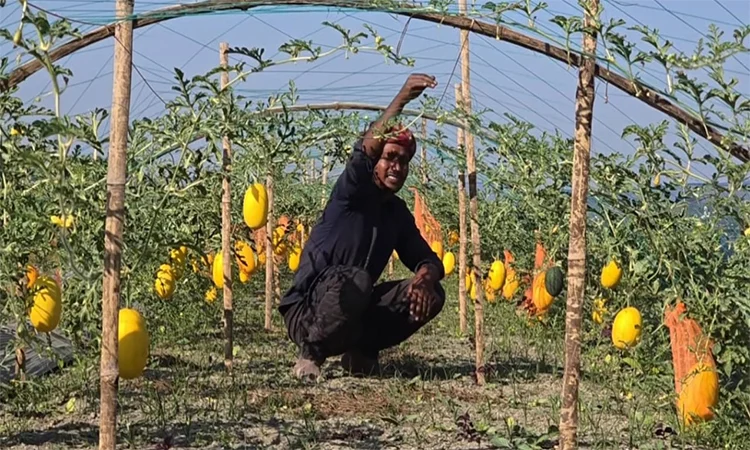 সুমন মিয়ার হলুদ তরমুজ চাষে সফলতা