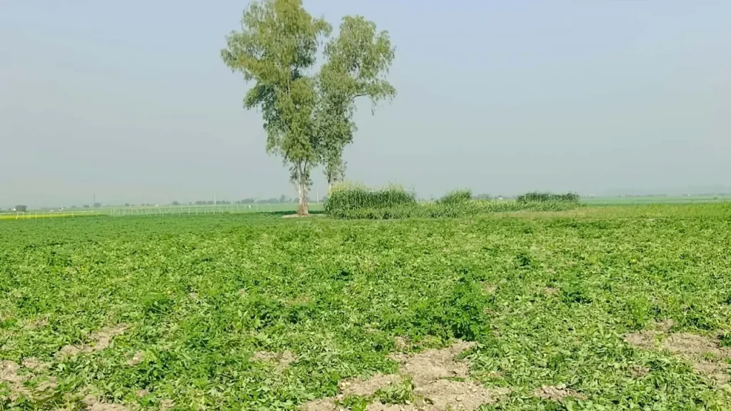 কৃষকের  আলুগাছ উপড়ে ফেলল দুর্বৃত্তরা