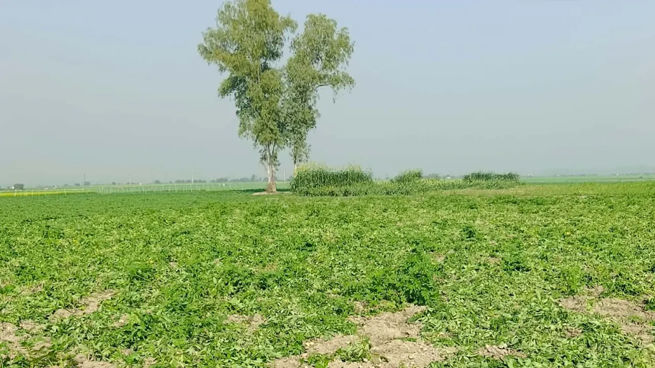 আলু মাঠ