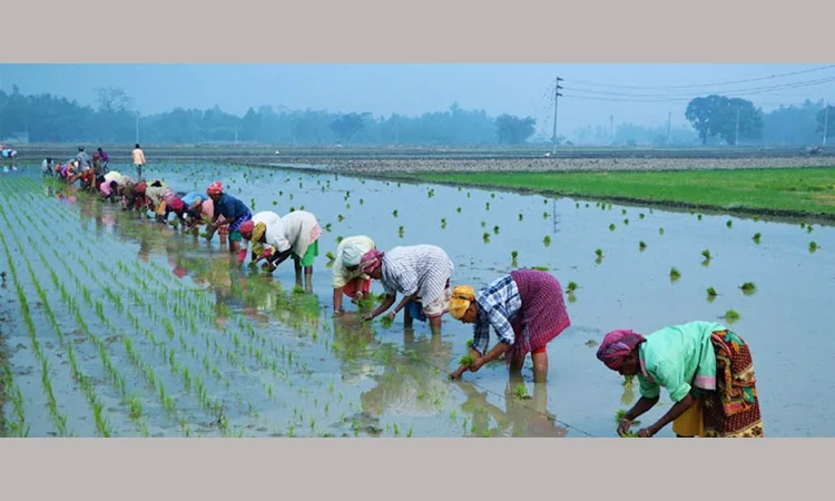 খাদ্য উৎপাদনে সমৃদ্ধ অঞ্চলেই খাদ্য নিরাপত্তাহীনতা সবচেয়ে বেশি