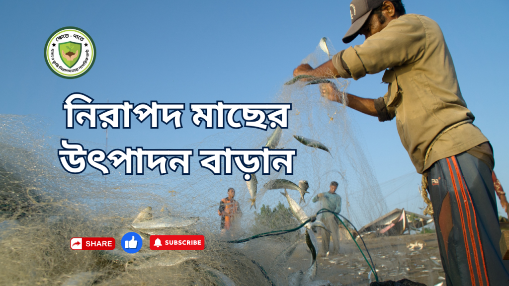 বাড়াতে হবে নিরাপদ মাছের উৎপাদন