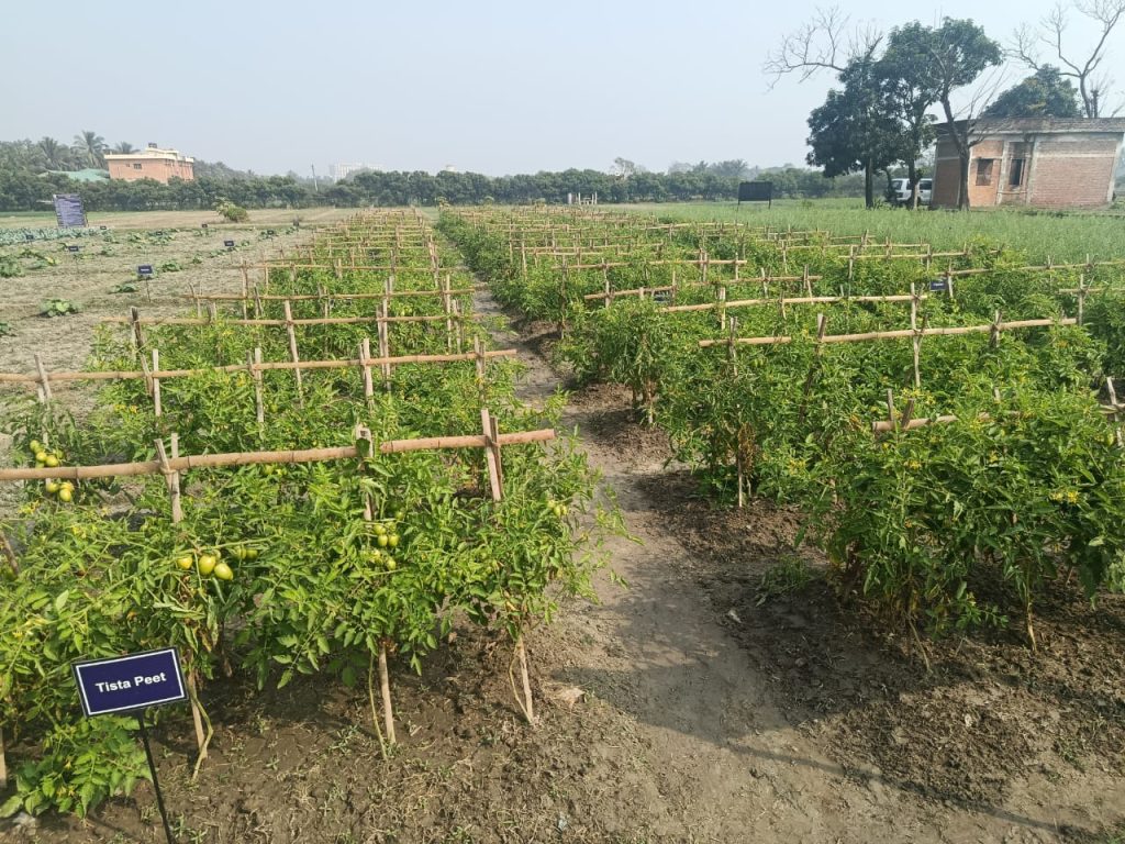 নিরাপদ ফসল উৎপাদনের প্রযুক্তি থাকলেও মাঠে প্রভাব কম