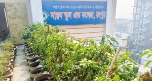 রংপুরের উত্তাপ কতটা কমাবে ছাদ কৃষি?