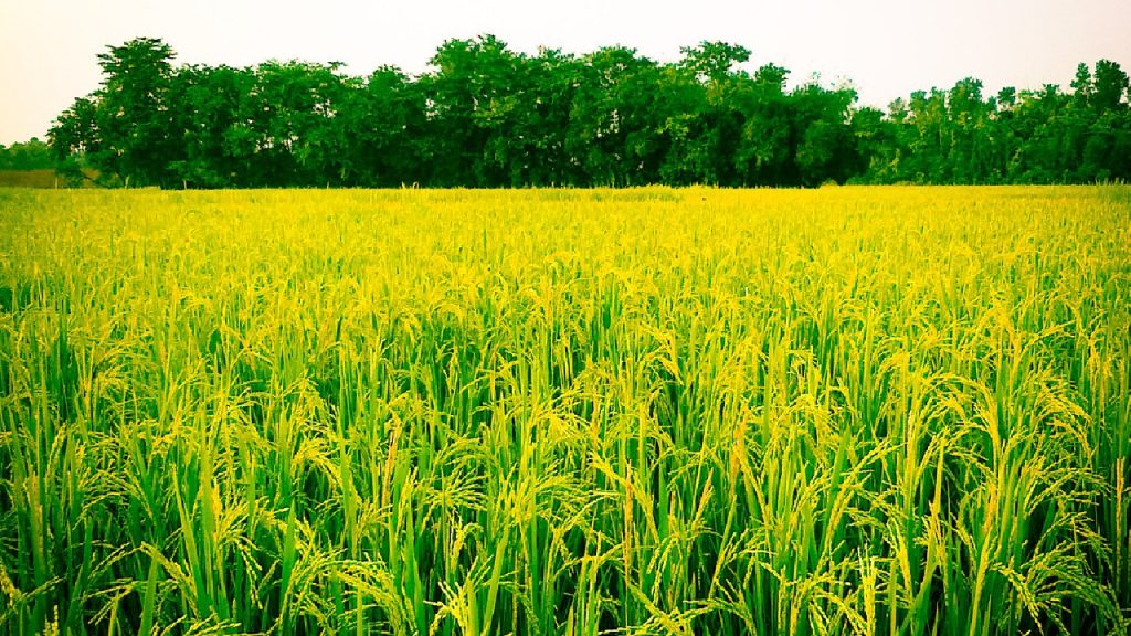 দেশে ধান উৎপাদন বাড়লেও -ফলন কম আবার খরচও বেশি