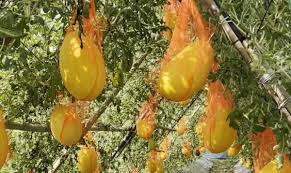 মাচাং পদ্ধতিতে গ্রীষ্মকালীন তরমুজ  চাষে লাভের মুখ দেখছেন মিরসরাইয়ের  কৃষকরা