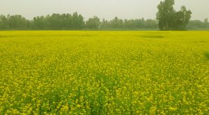 আধুনিক জাতের সরিষা , আবাদ গত বছরের তুলনায় বেশি