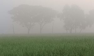 হঠাৎ ঘন কুয়াশায় আবৃত দিনাজপুর