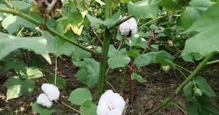 তুলা উৎপাদনে সেরা কুষ্টিয়া , শুধু দৌলতপুরেই ১০০ কোটি  !