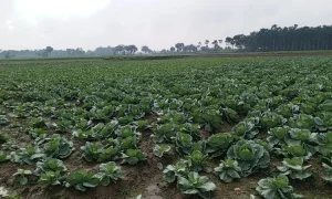 নড়াইলে তিন হাজার হেক্টরে শাকসবজি চাষ , দামে খুশি কৃষকরা