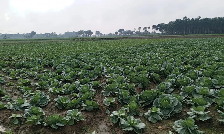 নড়াইলে তিন হাজার হেক্টরে শাকসবজি চাষ , দামে খুশি কৃষকরা