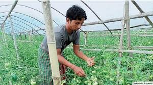 পলিথিনের সেডে টমেটো চাষে সফল সাতক্ষীরার চাষীরা