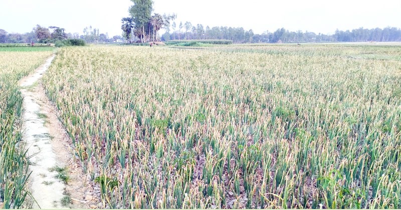 আগাছানাশক ছিটিয়ে পেঁয়াজক্ষেত বিনষ্ট