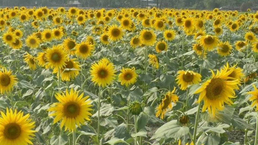 সিরাজগঞ্জে সূর্যমুখী ফুলের চাষে সাফল্য