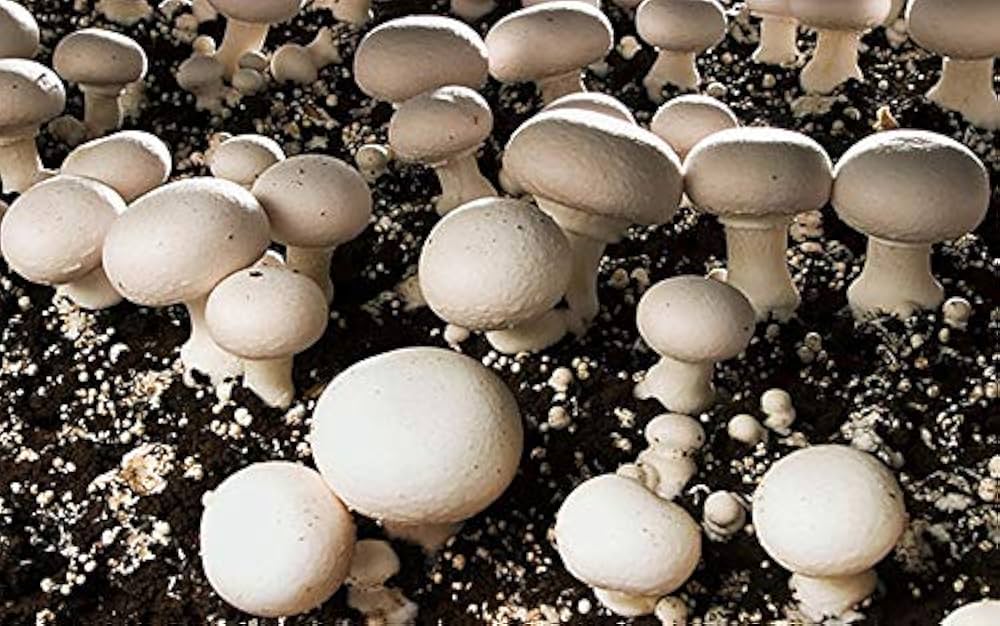 নিরাপদ খাদ্য কথন