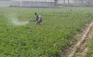 আলুর মাঠে কীটনাশকের বন্যা
