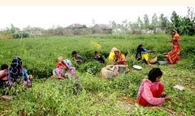 কাউনিয়ার চরে মরিচের ফলনে খুশি কৃষক