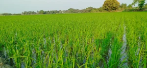 নড়াইলে বোরো চাষের ধুম