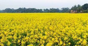 হাওরে  সরিষা চাষে কৃষকের বাড়তি মুনাফা