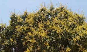 ফাগুন আসতেই আমের মুকুলের হাসি আমবাগানে
