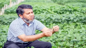 দেশে প্রথমবারের মতো সয়াবিনের জাত  উদ্ভাবন