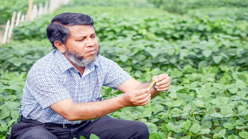 দেশে প্রথমবারের মতো সয়াবিনের জাত  উদ্ভাবন
