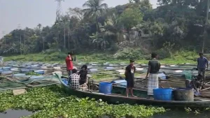 নদী দূষণে মাছের খামার ক্ষতিগ্রস্থ