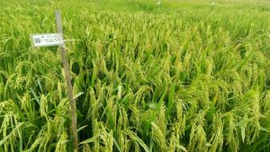 দেশের শস্য ভান্ডারে যুক্ত হলো দুটি হাইব্রিডসহ আরও ছয়টি নতুন ধানের জাত