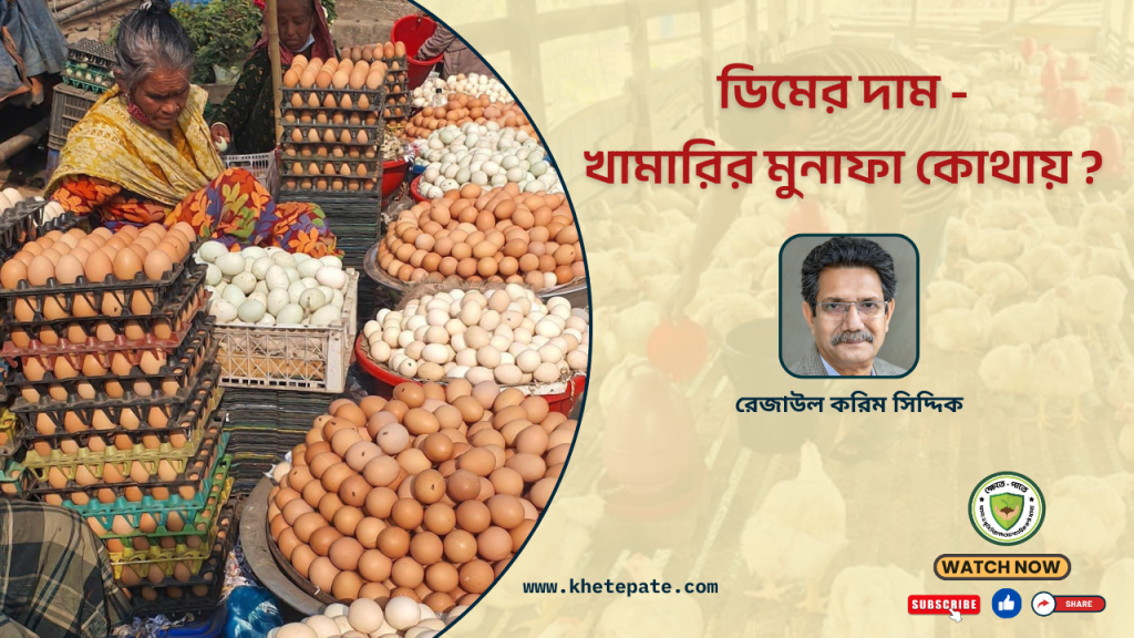 ডিমের দাম কম, খামারির মুনাফা কোথায়?
