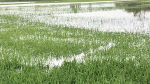 উজানের ঢল ও বৃষ্টিতে  হাওরে ডুবেছে বোরো ধান