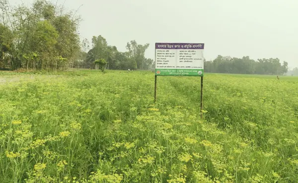 মৌরি চাষে কৃষকের সাফল্য