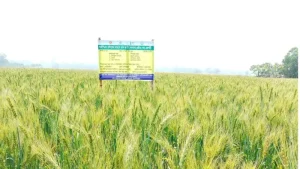 সেচ  সঙ্কট থাকার পরেও নবীনগরে গম চাষে সফলতা