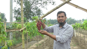 জীবননগরের সিডলেস আঙ্গুরের বাণিজ্যিক সাফল্যে দরকার সরকারি সহযোগিতা