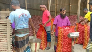 এক মন পিঁয়াজ বিক্রি করেও মিলছে না এক কেজি গরুর মাংস