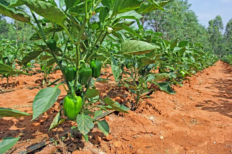 ক্যাপসিকাম চাষ বাড়ছে কৃষকের মাঠে