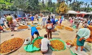 সুপারির ফলন ভালো হলেও দাম কম