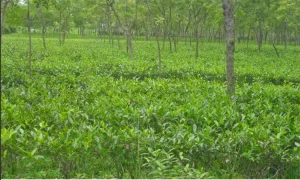 সমতলে চা উৎপাদনে রেকর্ড
