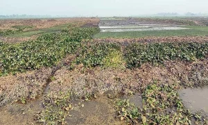 ১৭০ কোটি টাকার অতিরিক্ত ফসল পাওয়া যাবে যদি বিলটি খনন করা হয়।
