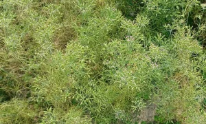 জিরা চাষে সফল কৃষক হামিদুর