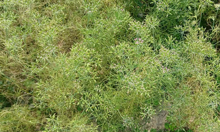 জিরা চাষে সফল কৃষক হামিদুর