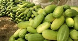 ভালো নেই ফরিদপুরের লালমি চাষীরা , তবে কৃষিবিভাগ ফলন ভালো হবে বলে আশাবাদি